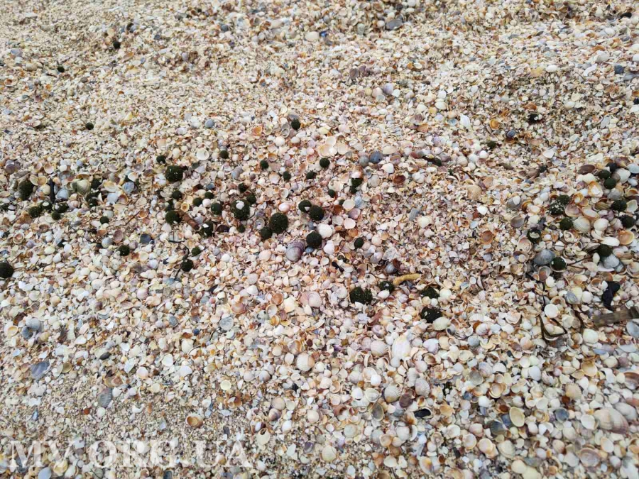 На пляжах Азовского моря заметили зеленые шарики: стало известно, что это (фото)