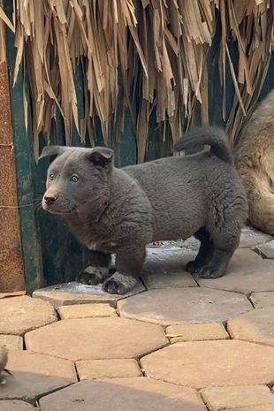 Посмотрите на собаку, которая выглядит как кошка: она стала звездой соцсетей