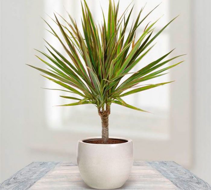 Названо кімнатні рослини, які покращують стан здоров'я