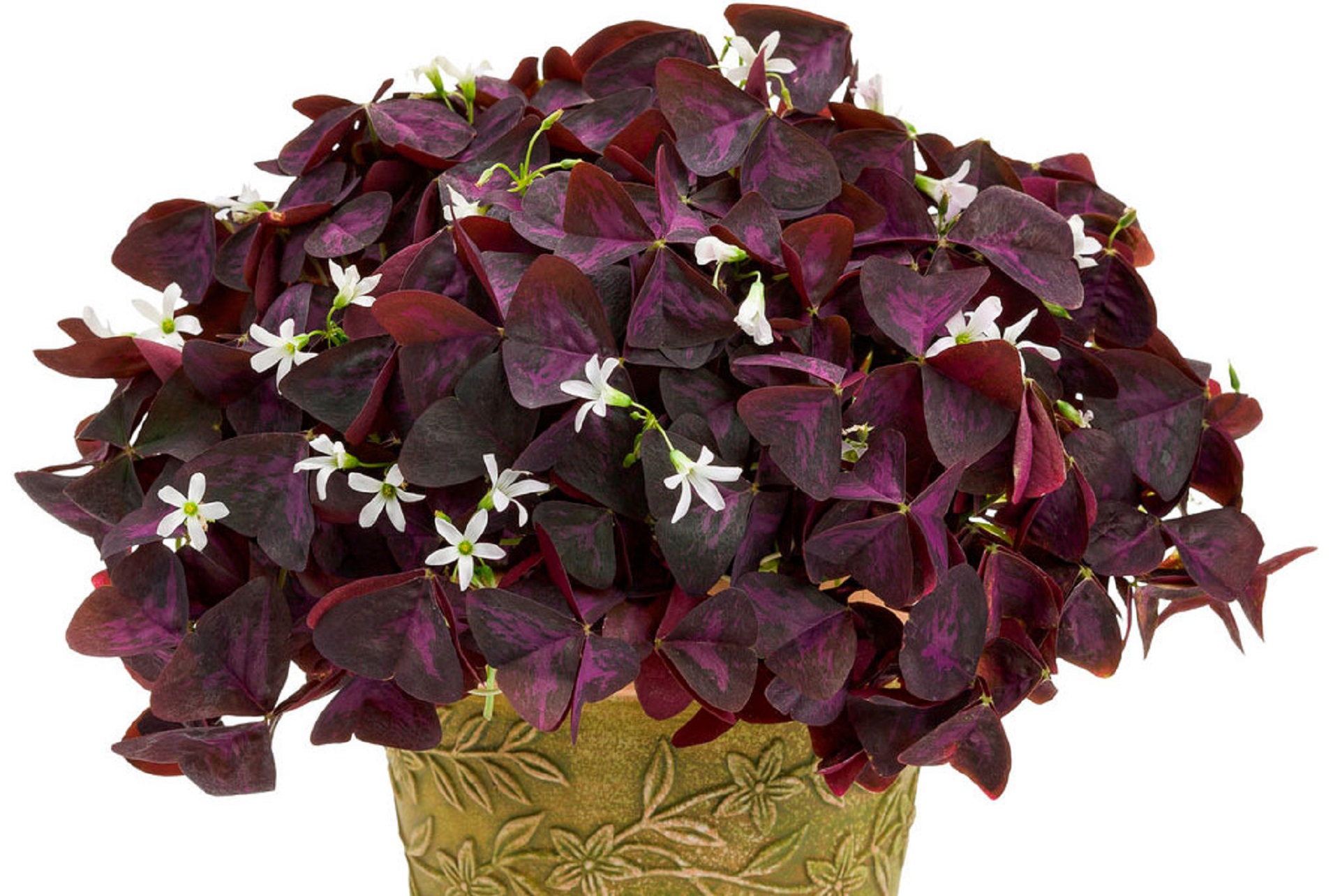 Эти комнатные цветы принесут любовь и семейное счастье в ваш дом