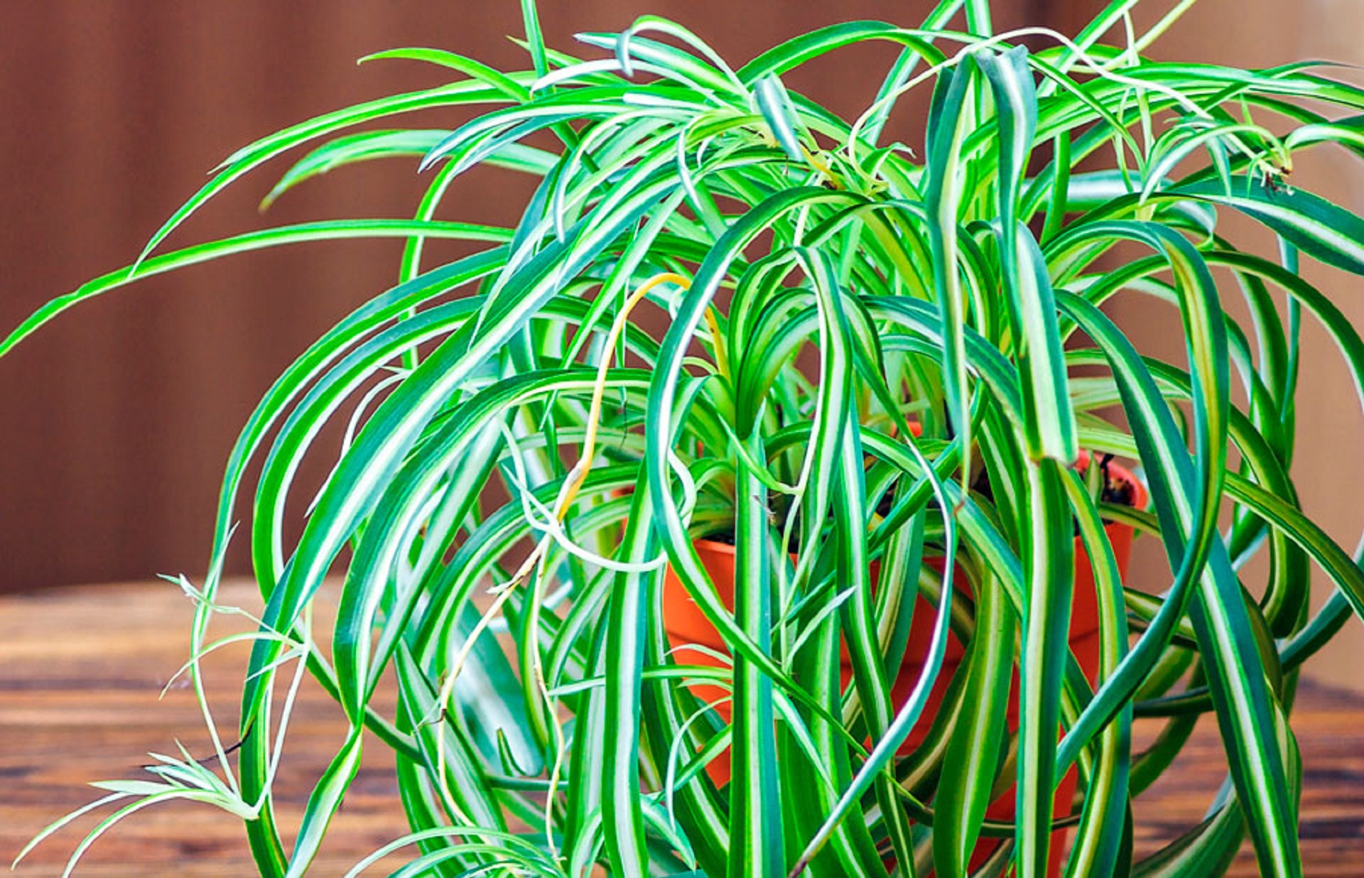 Эти комнатные цветы принесут любовь и семейное счастье в ваш дом