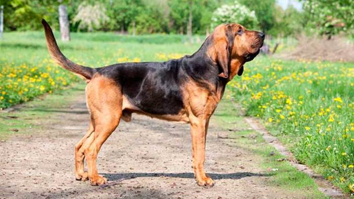 Чому собаки виють і які породи роблять це найчастіше