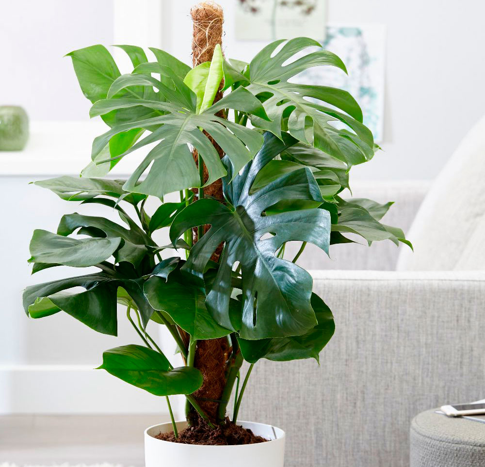 Кімнатні рослини, які провокують біди і злидні. Викиньте і вам стане легше