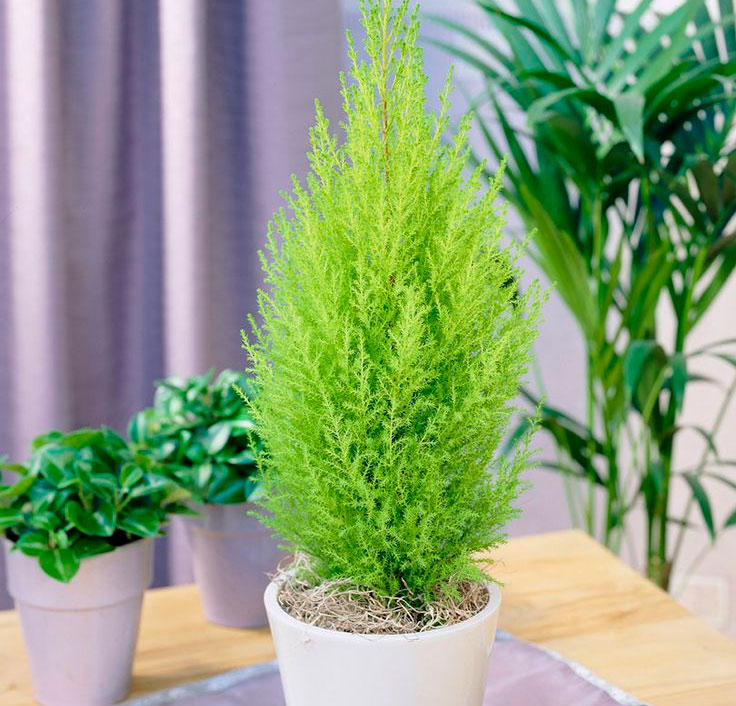 5 кімнатних рослин, які замінять ялинку на Новий рік