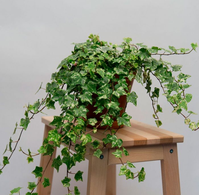 Комнатные растения, которые подойдут абсолютно всем: просты в уходе и не навредят здоровью