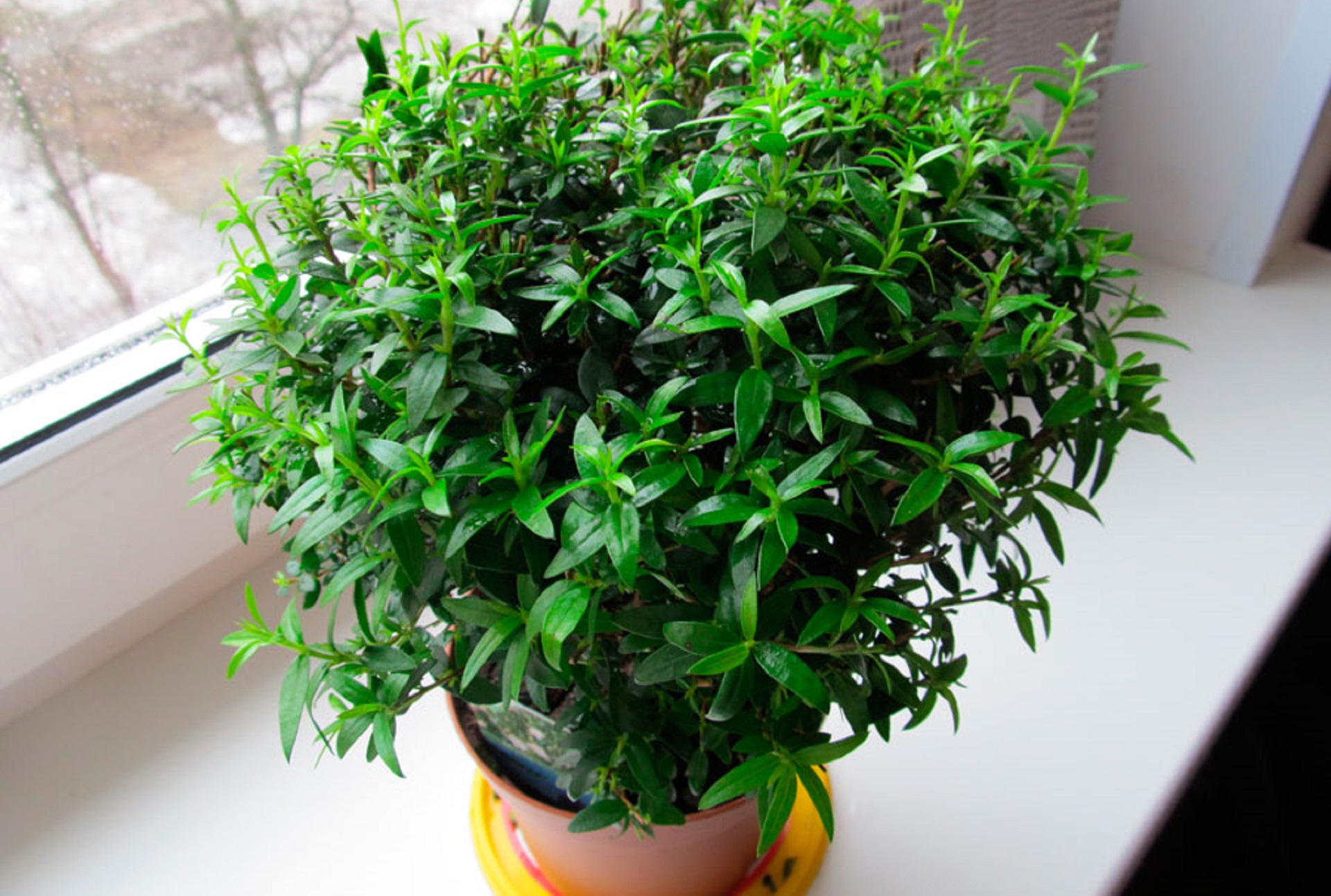 Эти комнатные цветы принесут любовь и семейное счастье в ваш дом