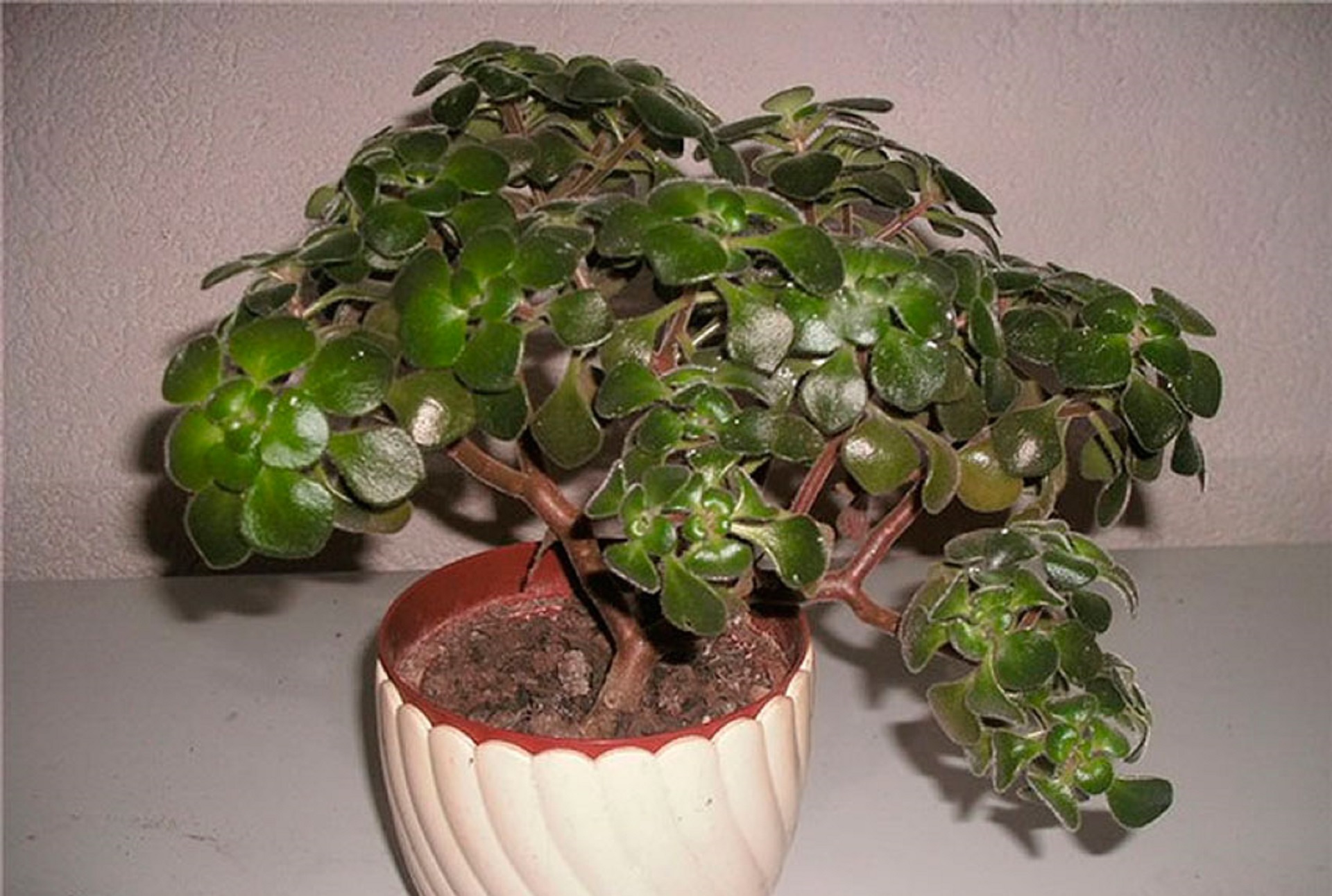 Эти комнатные цветы принесут любовь и семейное счастье в ваш дом