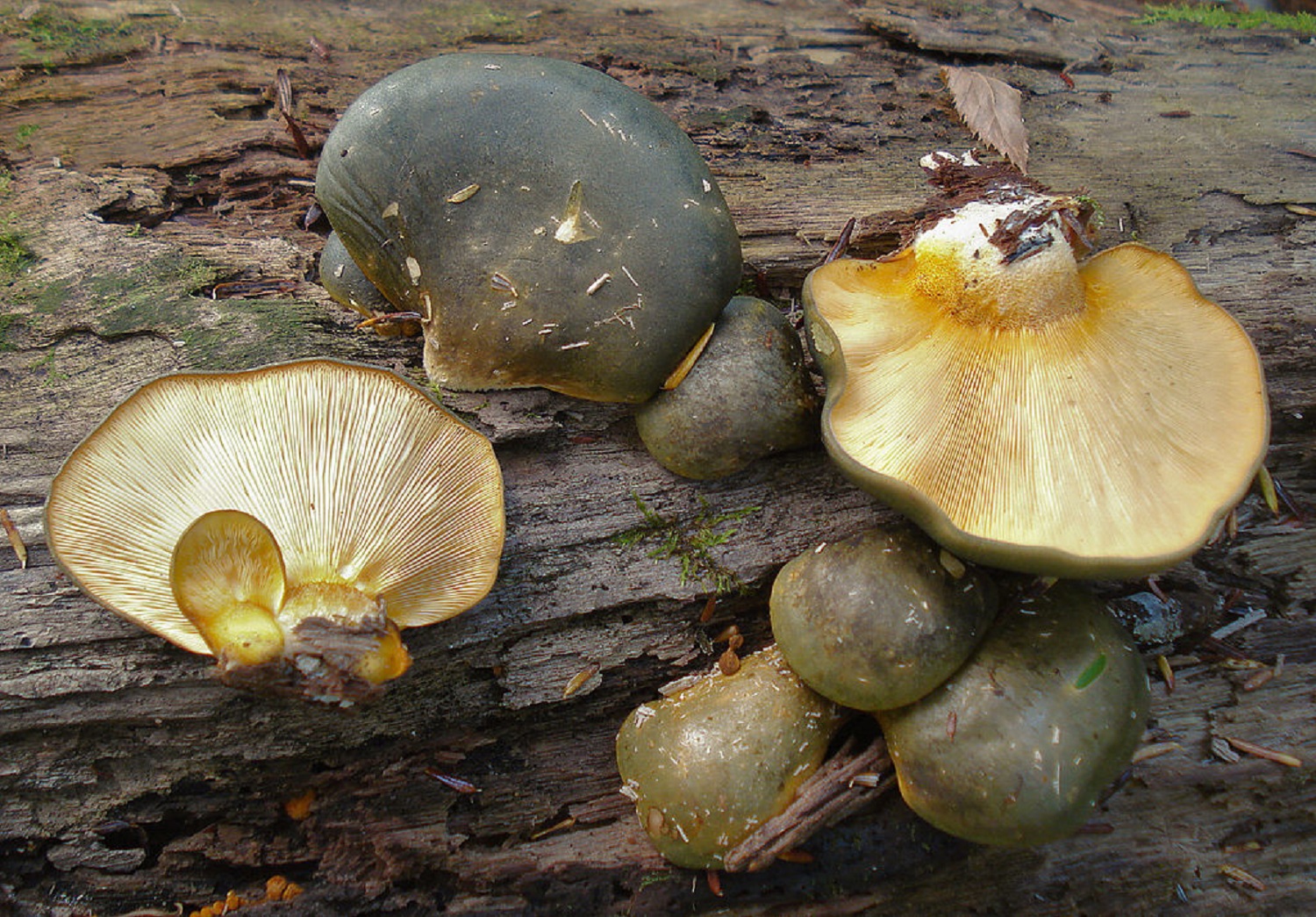 5 смачних грибів, які можна знайти у лісі у теплі зими