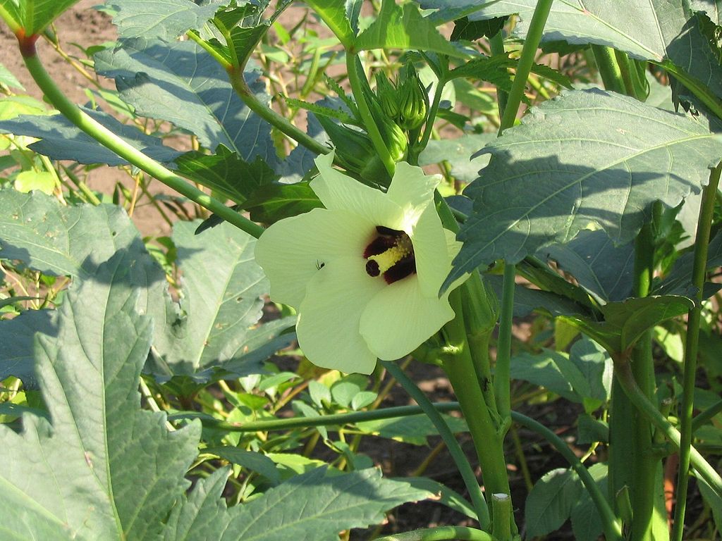 Вырастут даже в песке: 7 полезных овощей, которые растут в любой почве