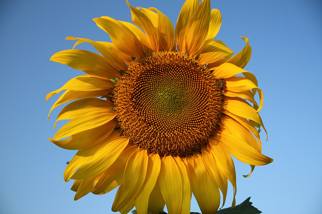 Посадіть їх на городі: 6 рослин, які покращують якість ґрунту