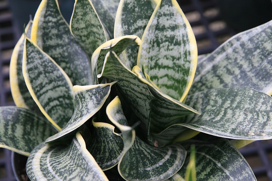 Создают уют и удивят видом: 9 растений, которые сделают из комнаты оазис