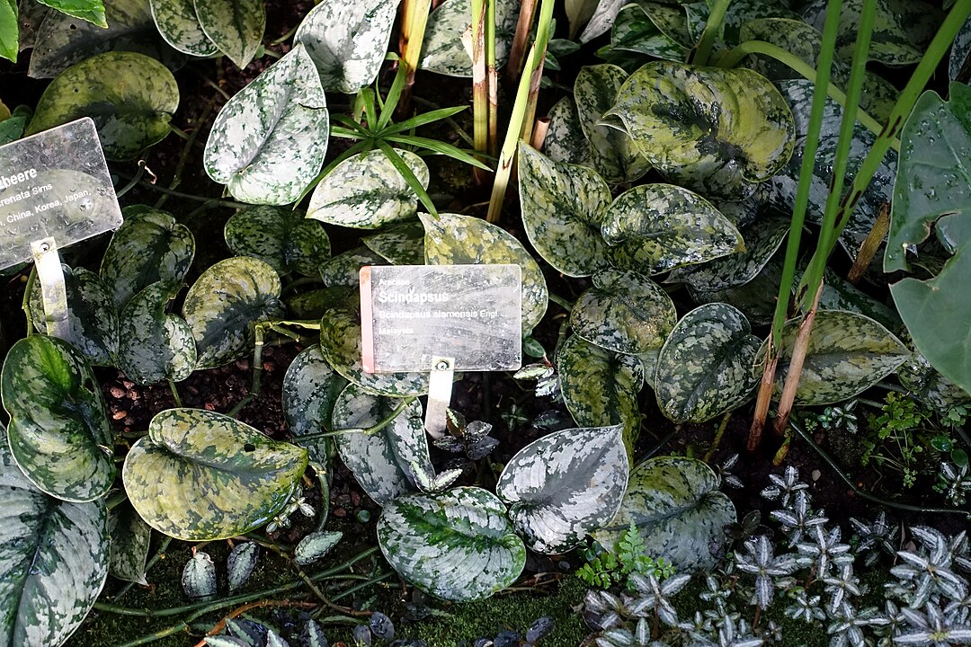 Подойдут новичкам: 7 квартирных растений, за которыми легко ухаживать