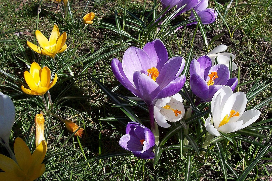 5 квітів, які можна посадити в вересні, щоб вони вкорінилися до морозів