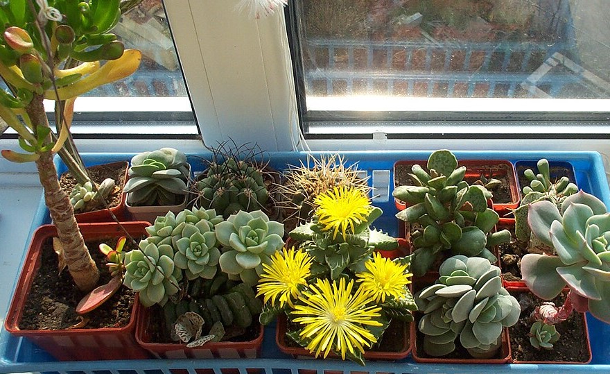 5 комнатных растений, которые не требуют частого полива и особенного ухода