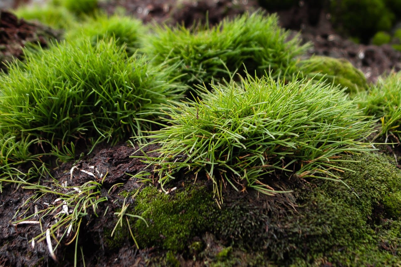 Українські полярники показали зелене літо в Антарктиці: захоплюючі фото природи