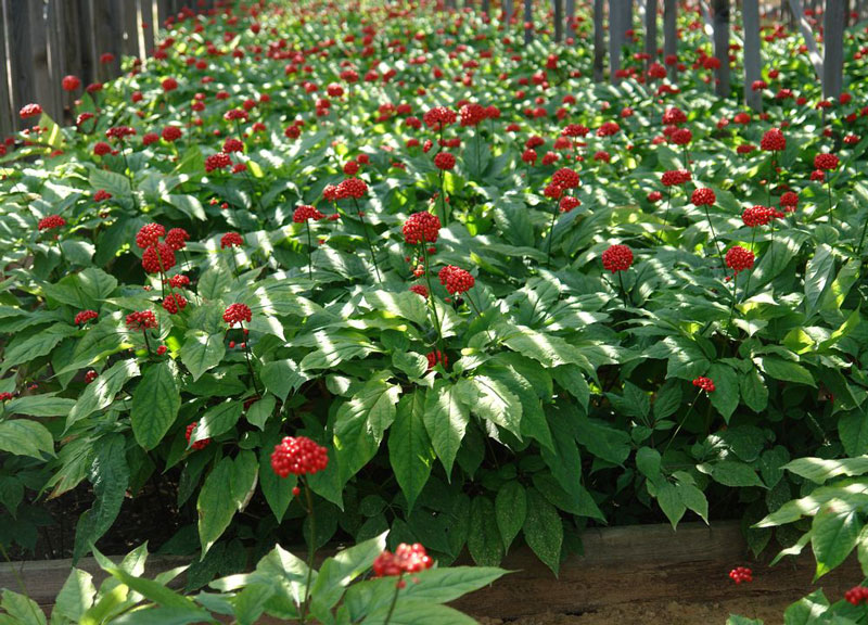 Ученые назвали растение, которое разглаживает морщины и возвращает коже сияние