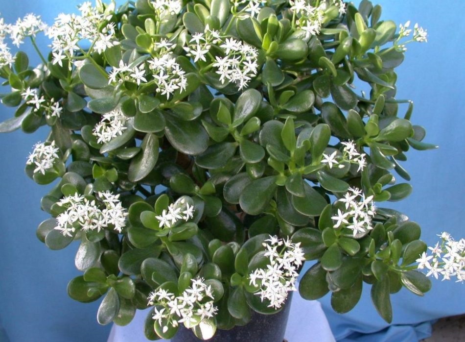 Як правильно поливати кактуси, грошове дерево і алое, щоб не загубити рослини