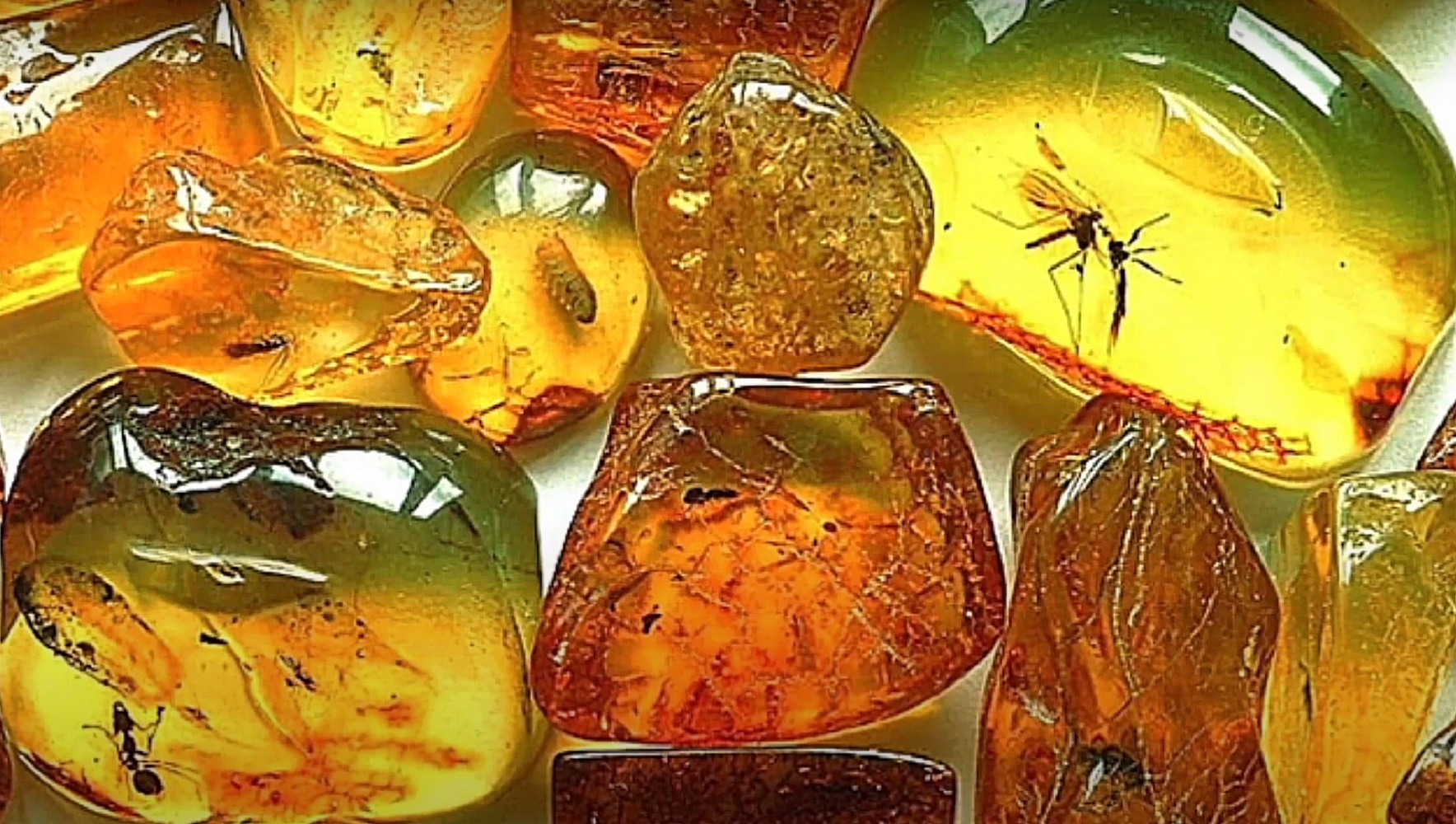 "Машина времени" и "сейф истории". Почему все исследователи обожают украинский янтарь?