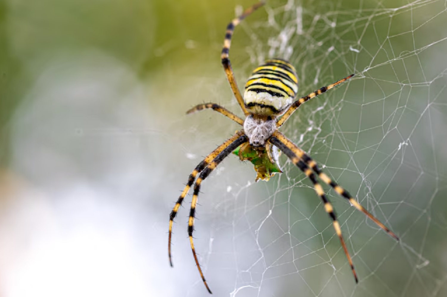 5 дієвих способів позбутися павуків у будинку: втечуть і не повернуться!