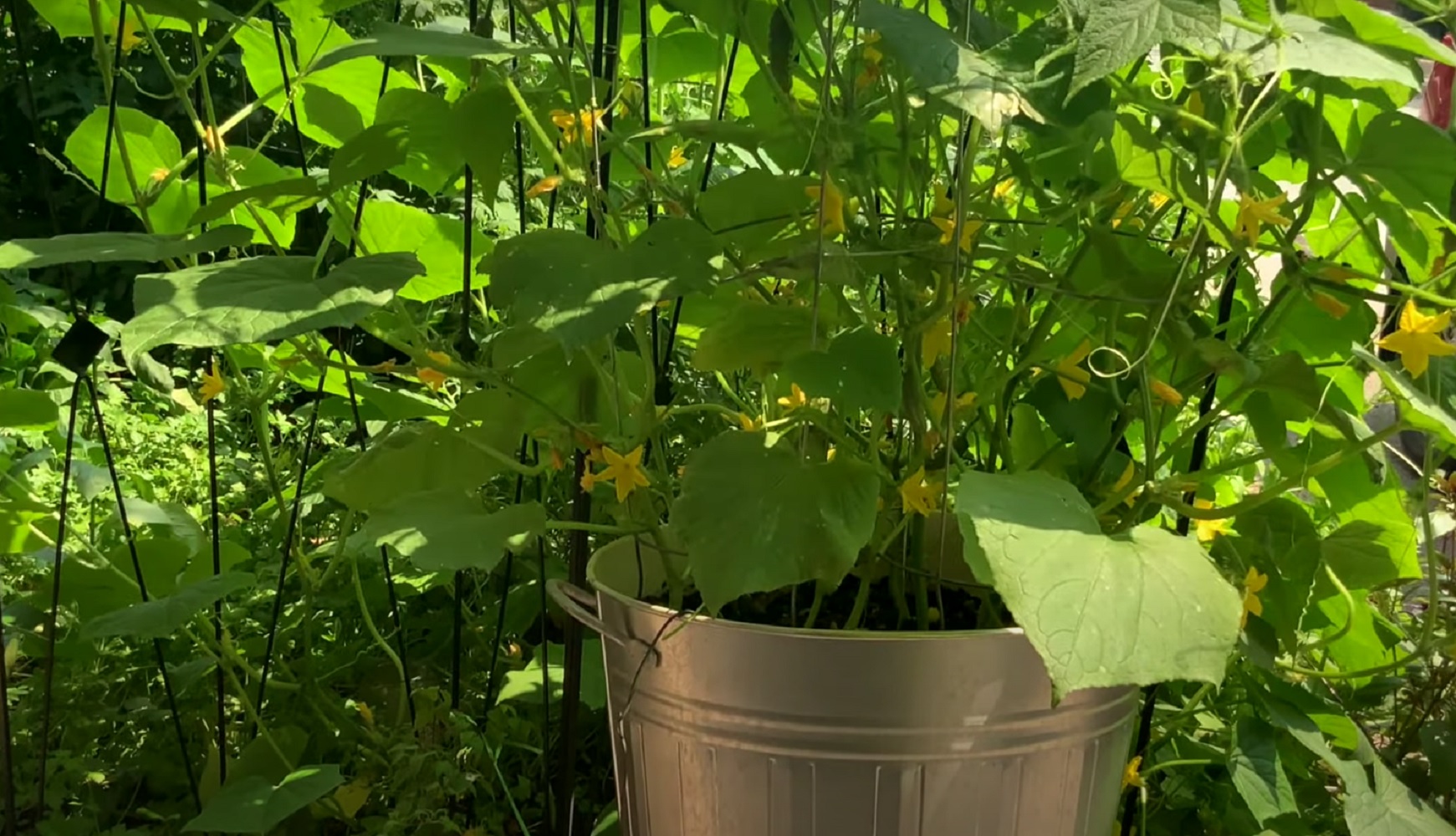 Огірки-велетні до 1 кг: як виростити гігантський урожай без зайвих зусиль