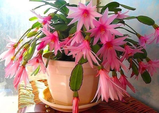 Вот почему дома нельзя держать декабрист, или рождественник