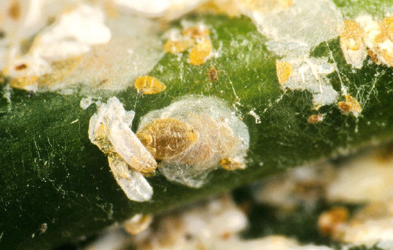 Профілактика шкідників в липні: як доглядати за садом і городом