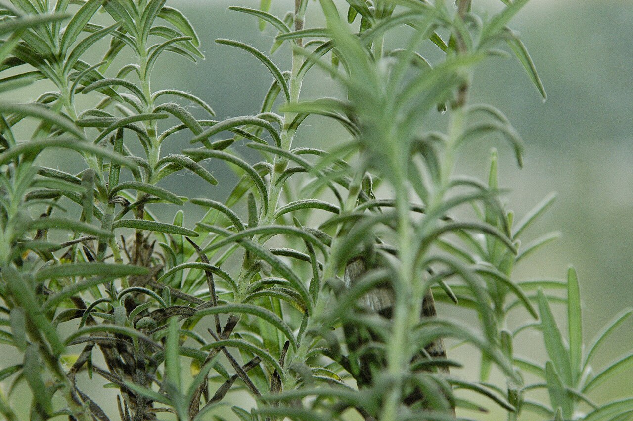 Эти 6 видов зелени стоит есть каждую неделю: польза для организма впечатляет
