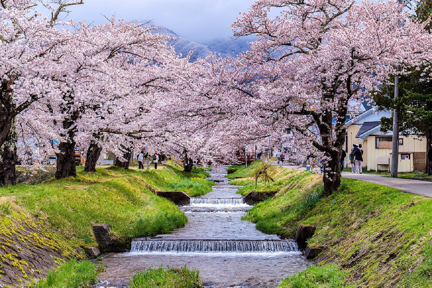 5 декоративних дерев, які прикрасять будь-який двір