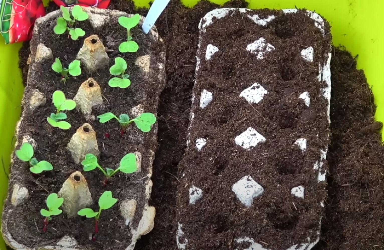 Не викидайте яєчні лотки: 6 способів, які "зроблять революцію" на городі