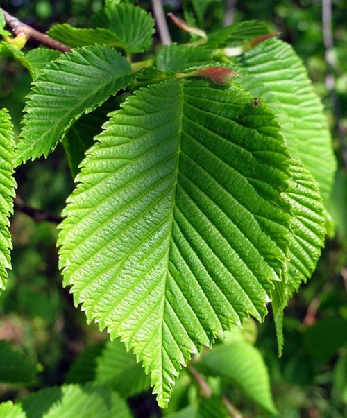 З Хрещатика хочуть повністю прибрати знамениті каштани: що висадять на їхньому місці