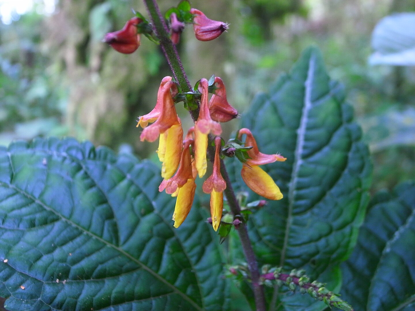7 домашніх рослин, які можна виростити, всього лише відщипнувши листочок