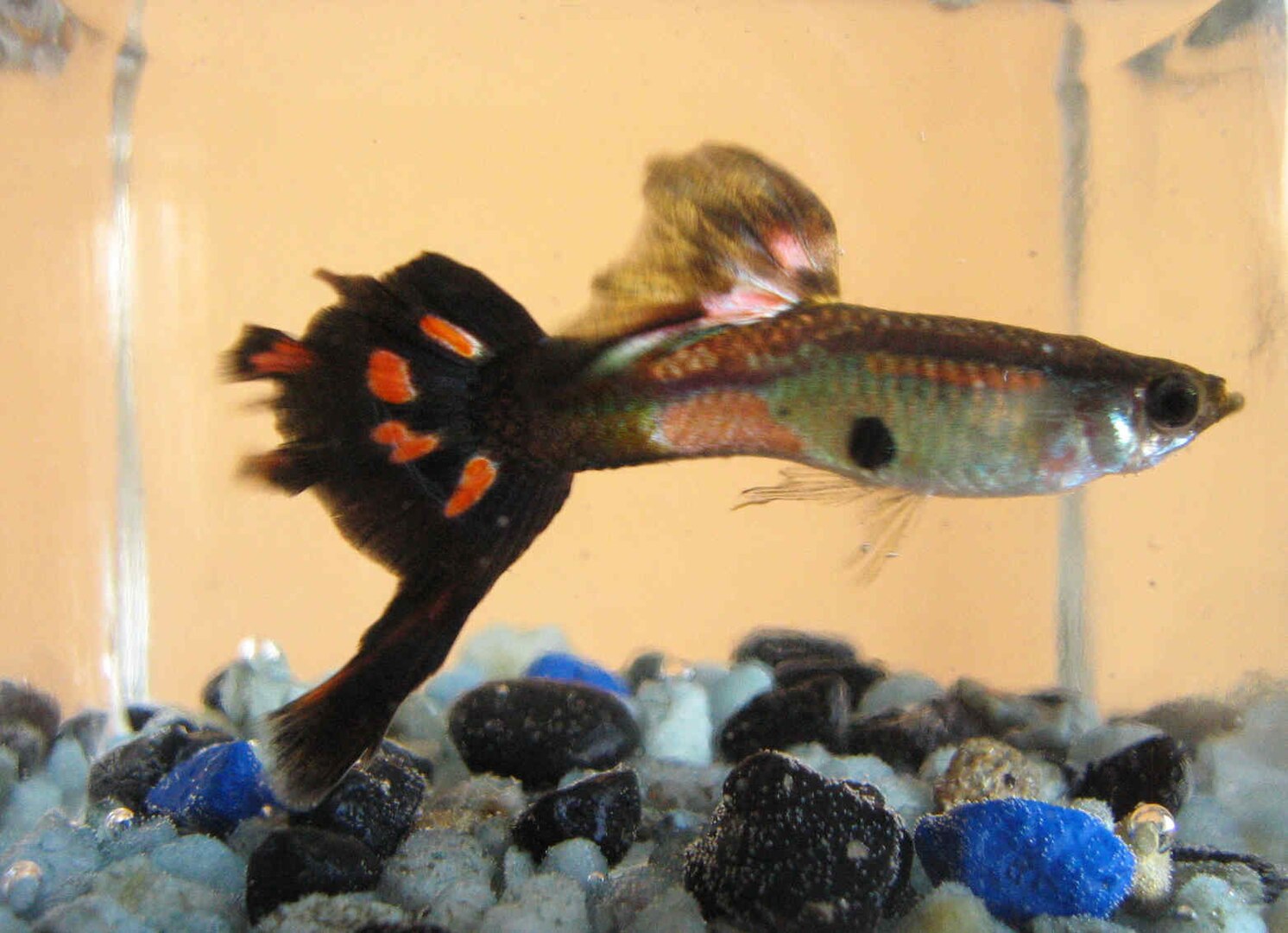 Адаптуються до будь-яких умов: які істоти еволюціонують найшвидше