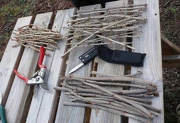 Розмножуємо смородину взимку: перевірений спосіб для гарантованого врожаю