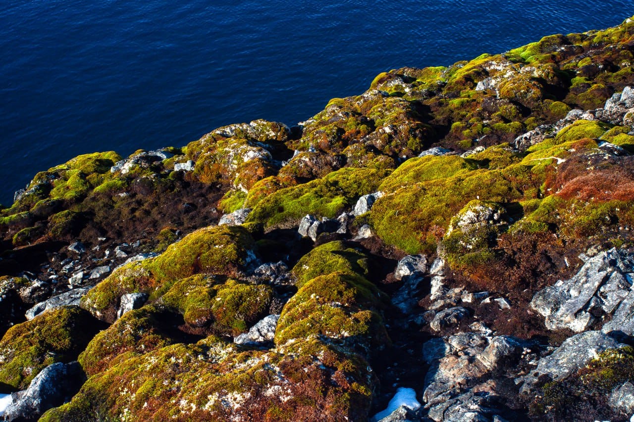 Українські полярники показали зелене літо в Антарктиці: захоплюючі фото природи
