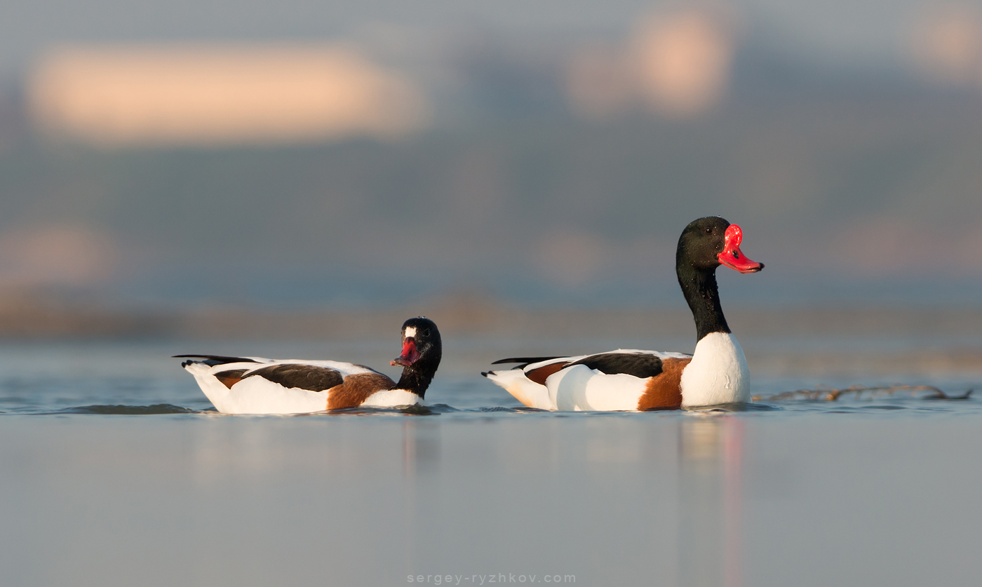 В Украину прилетели более 30 тысяч необычных птиц: кто они (фото)