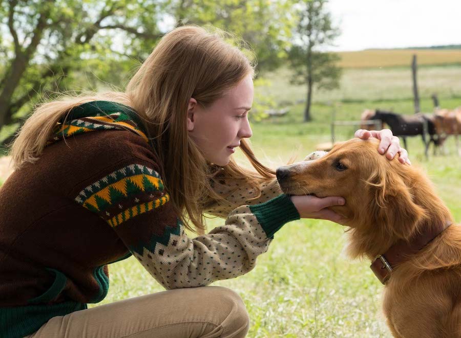 Ось які породи собак стали популярними завдяки кіно та мультикам