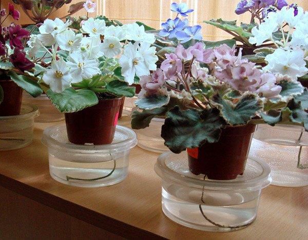Как вырастить дома сортовые фиалки, как на выставке: секреты профессионалов