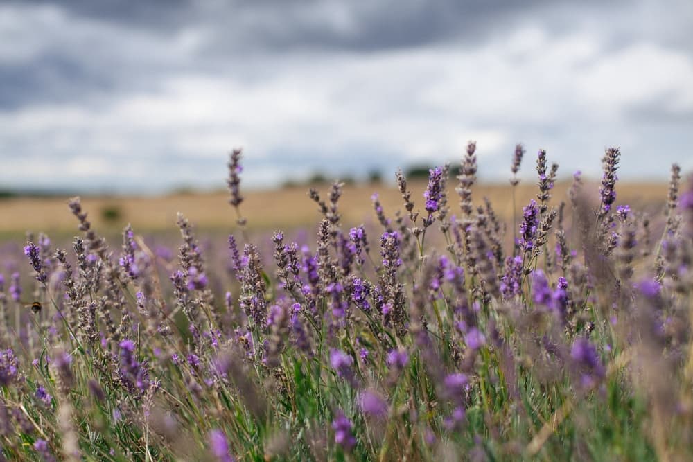 Які квіти треба садити у квітні, щоб вони давали пишні суцвіття (фото)