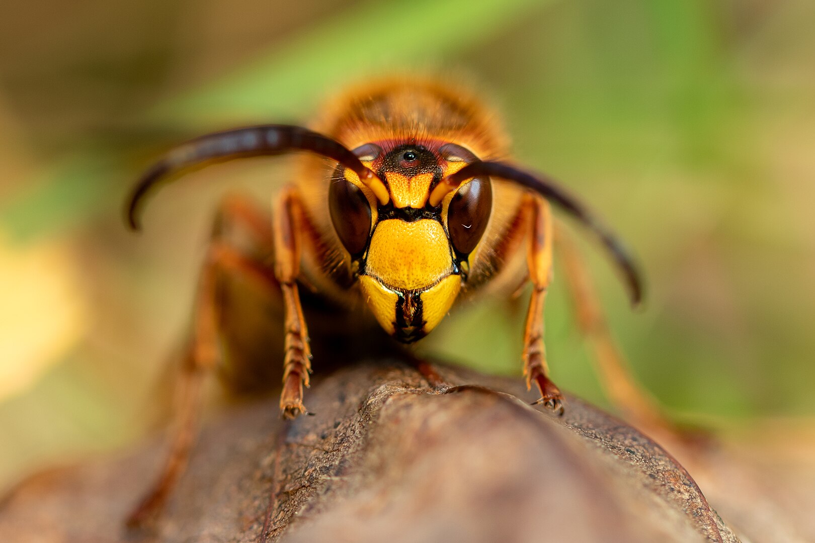 Жара в Украине "активизировала" смертоносных животных: гид по выживанию