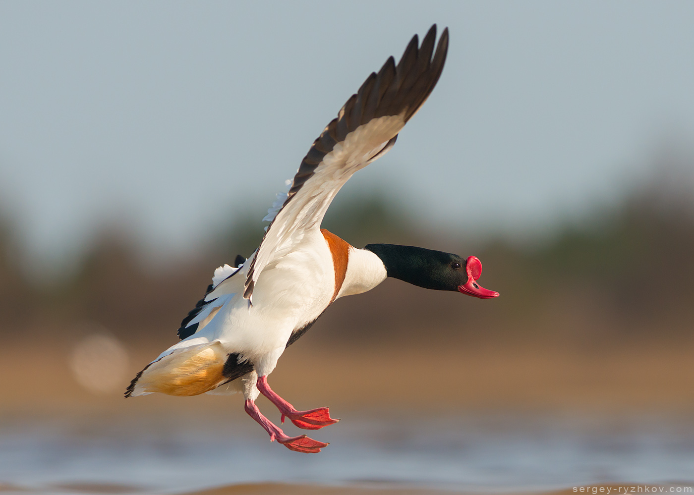 В Украину прилетели более 30 тысяч необычных птиц: кто они (фото)