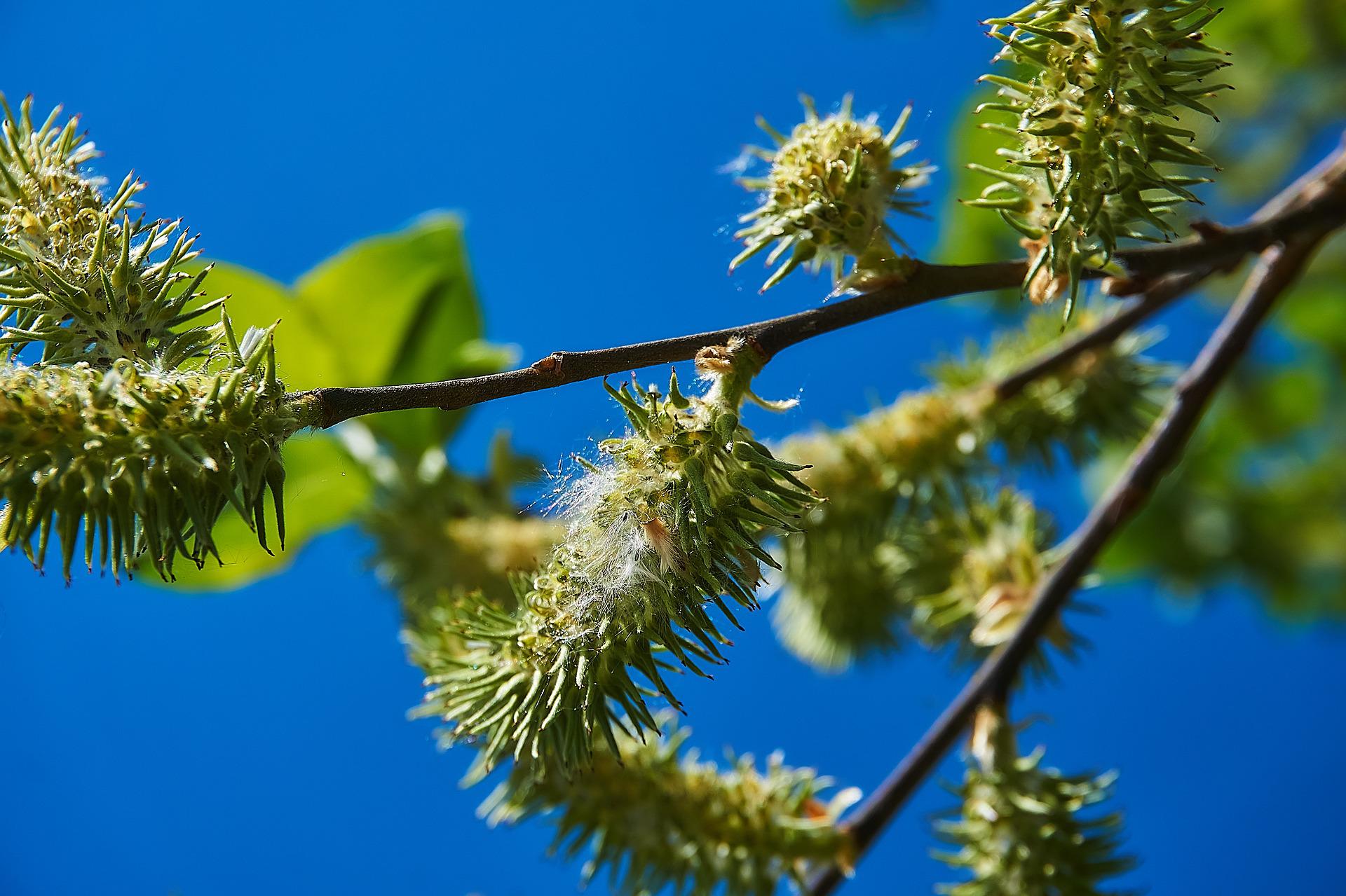 Какие деревья и кусты нельзя сажать возле дома, а какие - нужно