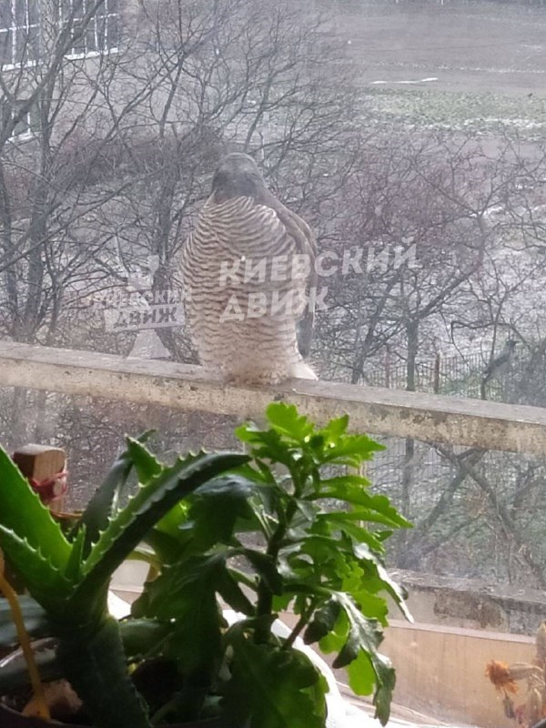 У Києві помітили хижака, який заглядає у вікна в пошуках їжі (фото)