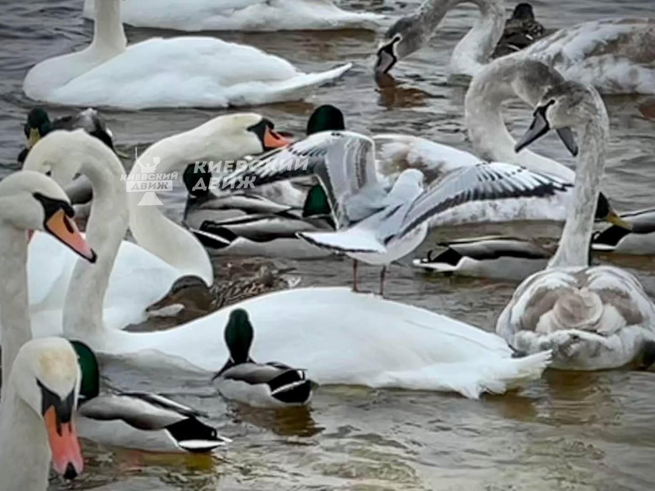 Один з київських парків окупували лебеді, чайки і качки: фантастичні фото