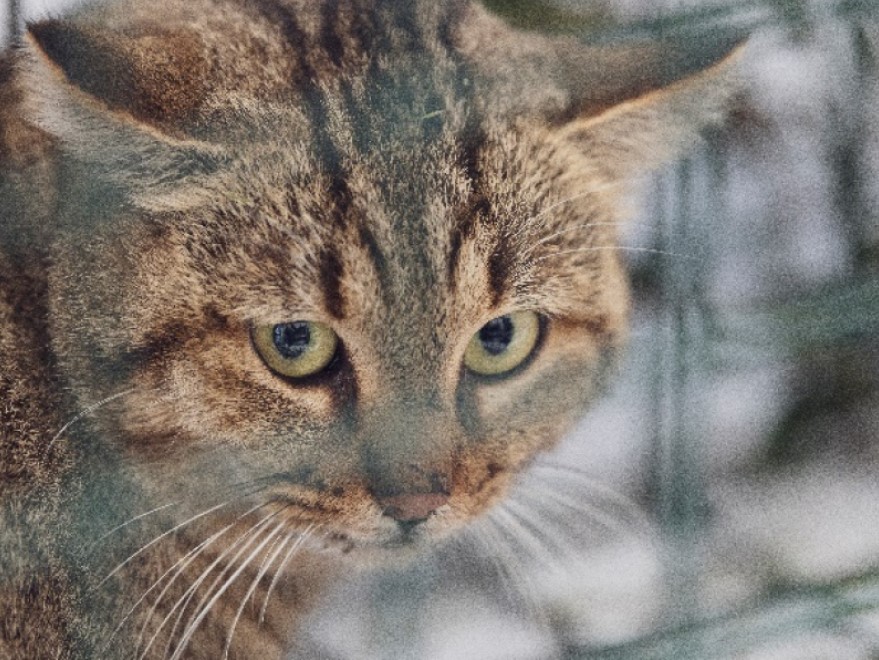 Вчені виявили новий таємничий вид кішки, яку прозвали "лисиця" (фото)