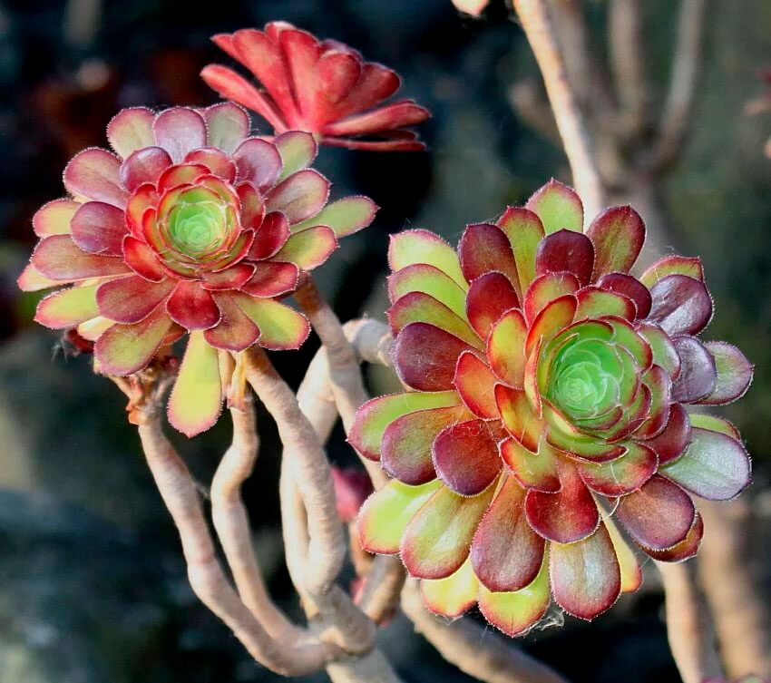 Топ-5 невибагливих кімнатних рослин для квартири. Запам'ятайте ці назви