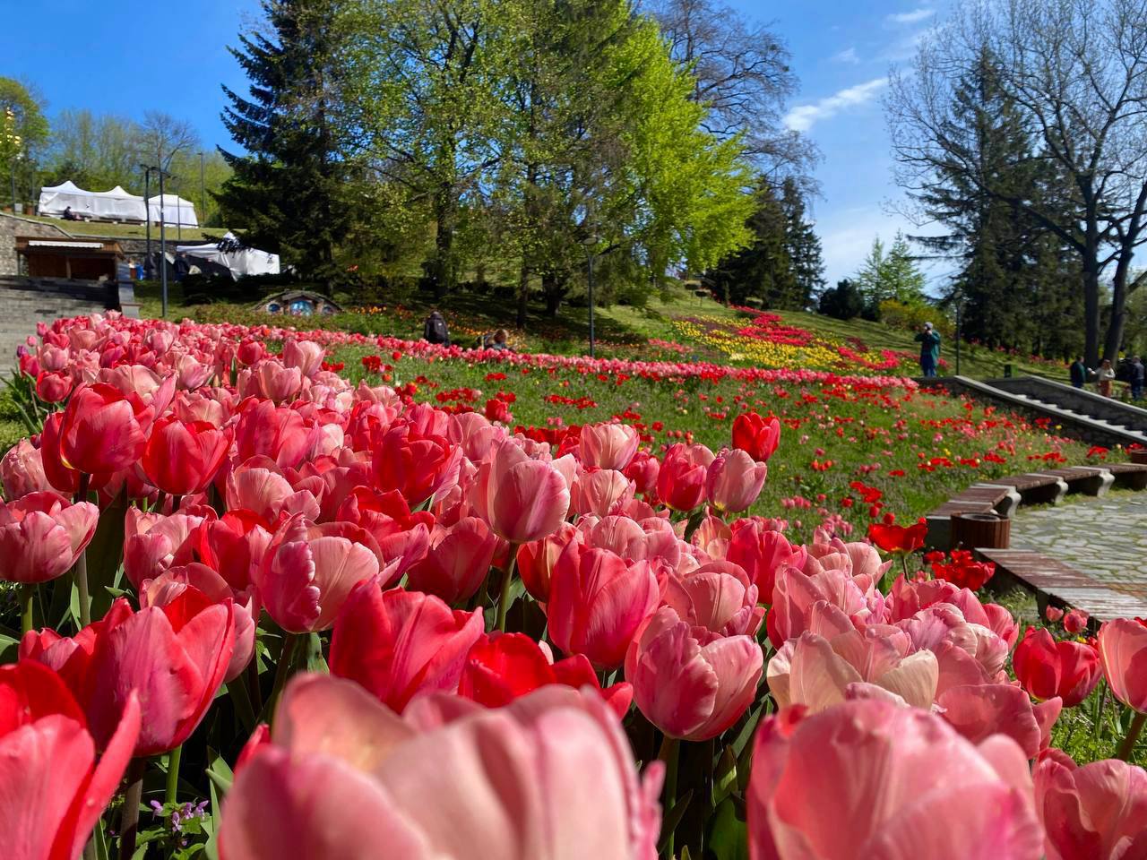 В Киеве расцвело море тюльпанов: фото невероятной красоты