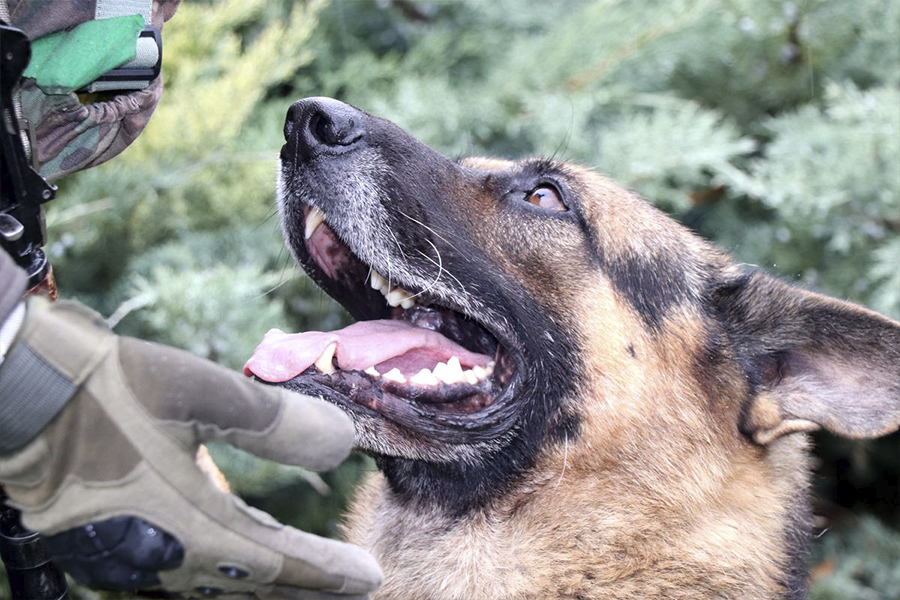 Чотирилапий нацгвардієць отримав медаль: що відомо