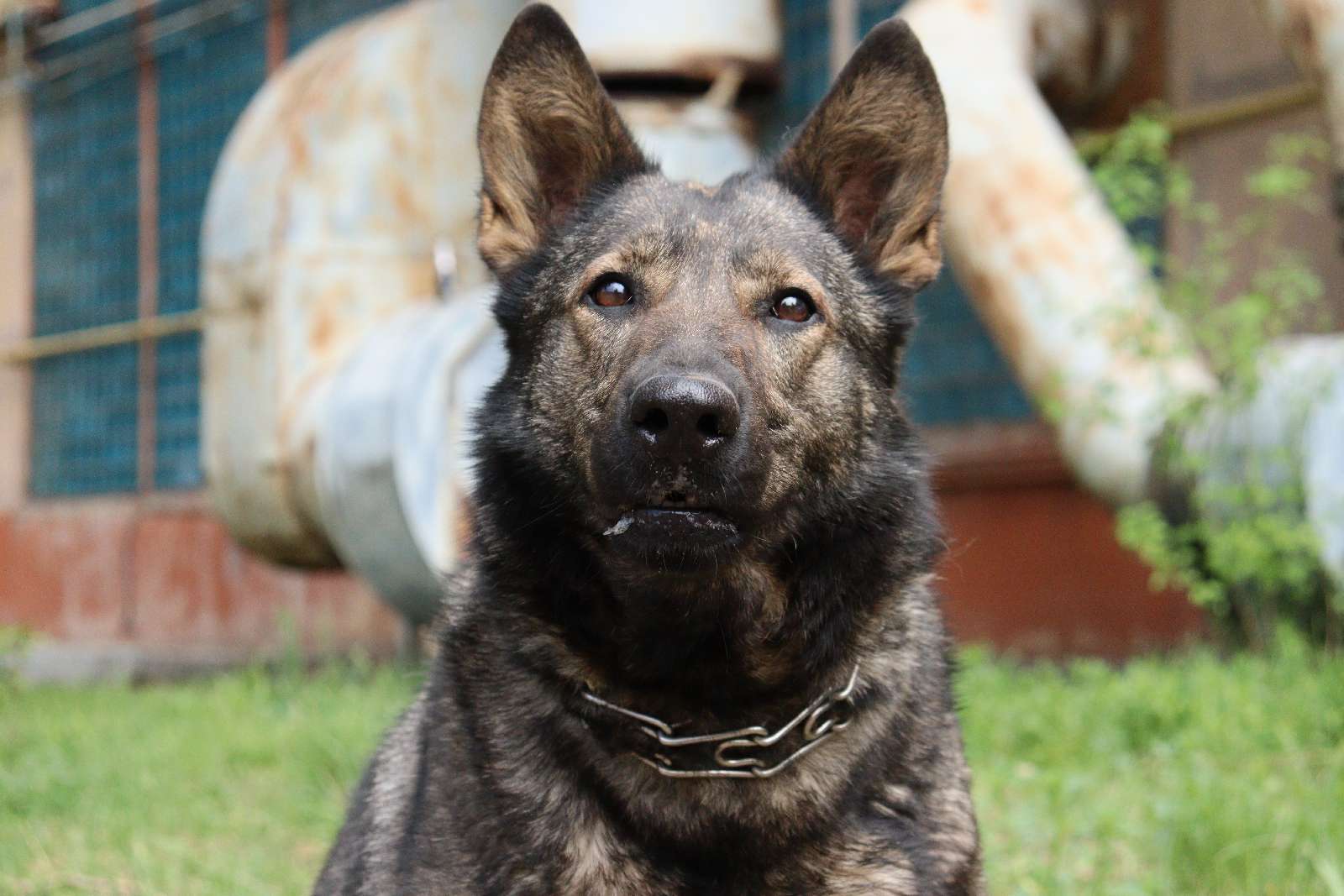 Украинские разведчики показали хвостатую помощницу-сапера Весту: спасла много жизней