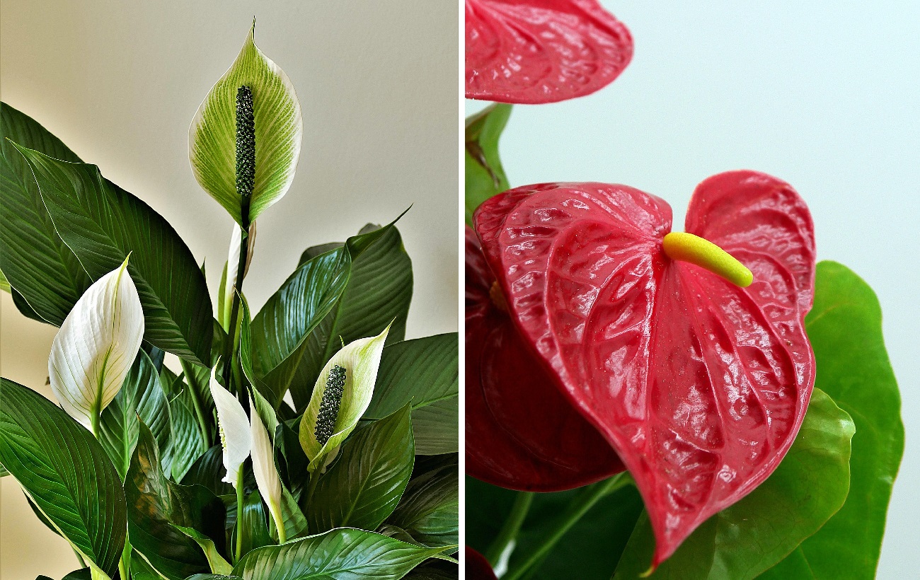 Вот почему в доме нужно обязательно держать цветок "Женское счастье"