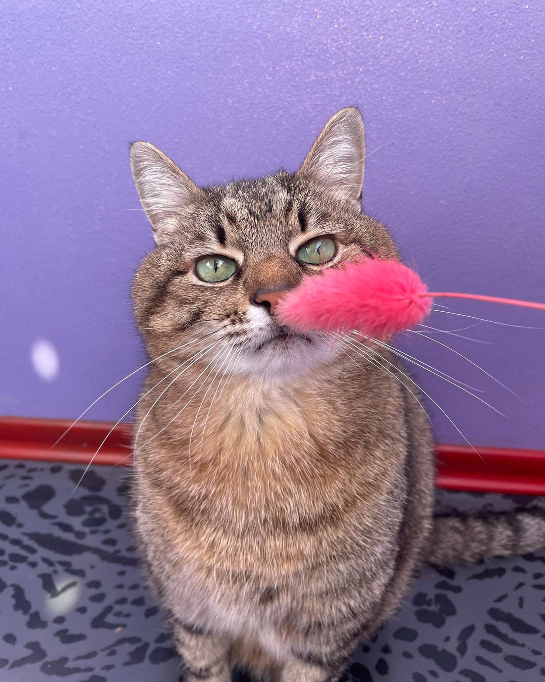 Кот Степан из Харькова стал мировой звездой благодаря Бритни Спирс (фото)